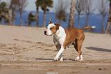 AMSTAFF ADULT 174